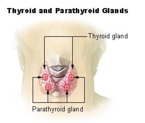 glande thyroide et parathyroide