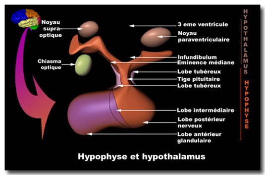 hypophyse et hypothalamus