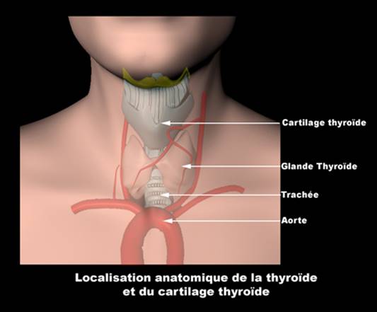 localisation anatomique de la thyroide et du cartilage thyroide