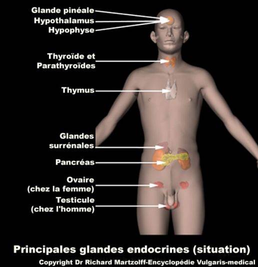 principales glandes endocrines