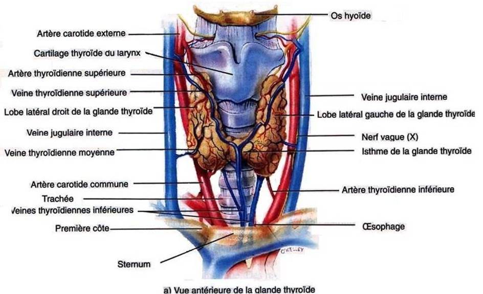 vue antérieur de la glande thyroide