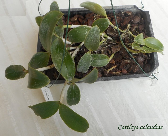 Cattleya aclandiae - Mettre sur plaque ? 19040503502711420016188497
