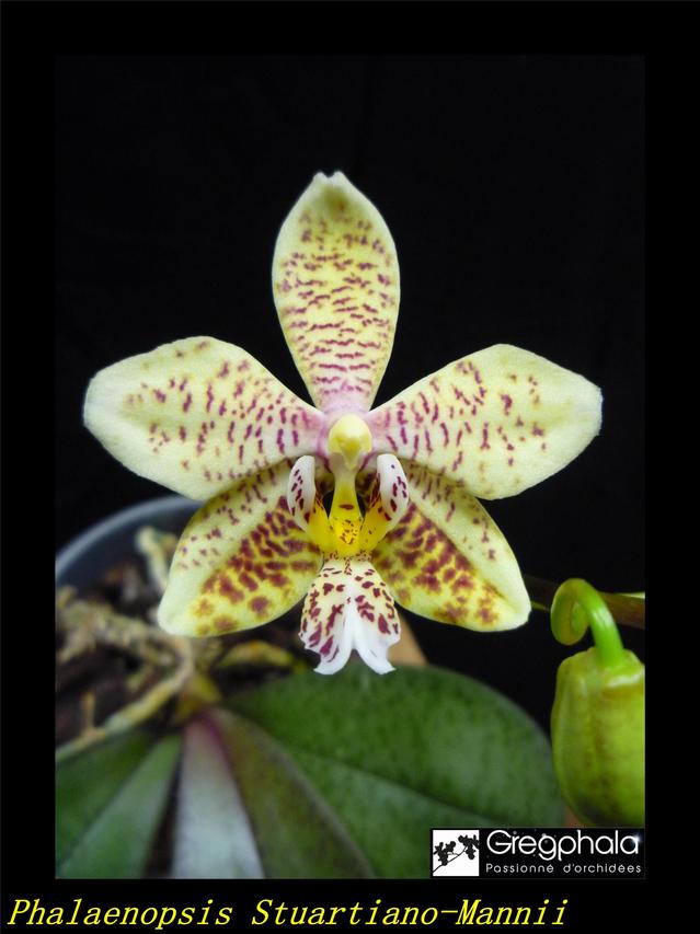 Phalaenopsis Stuartiano-Mannii 19040705351617991316191118