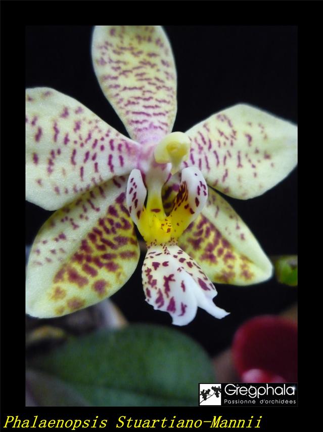 Phalaenopsis Stuartiano-Mannii 19040705351617991316191122