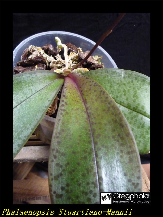 Phalaenopsis Stuartiano-Mannii 19040705351717991316191123