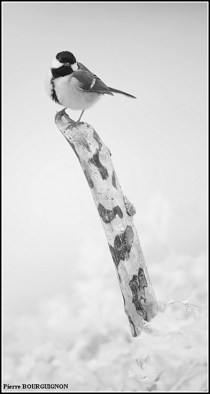 Photographie infrarouge par Pierre BOURGUIGNON, photographe animalier belge