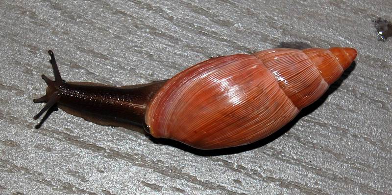Euglandina rosea (Férussac, 1821) 19041707273914587716202068