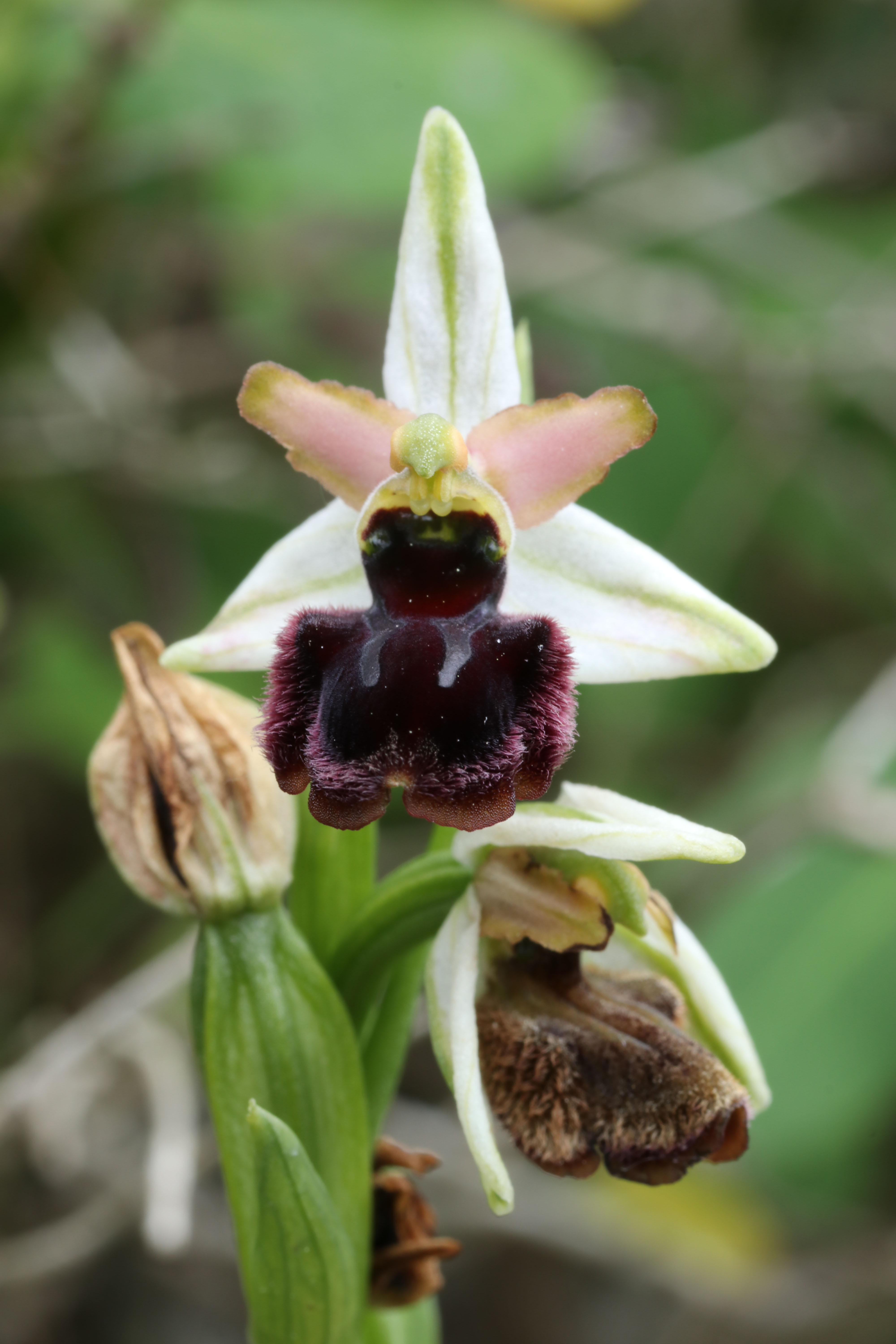 Ophrys panormitana var praecox (Ophrys précoce ) 19042507380624766516212409