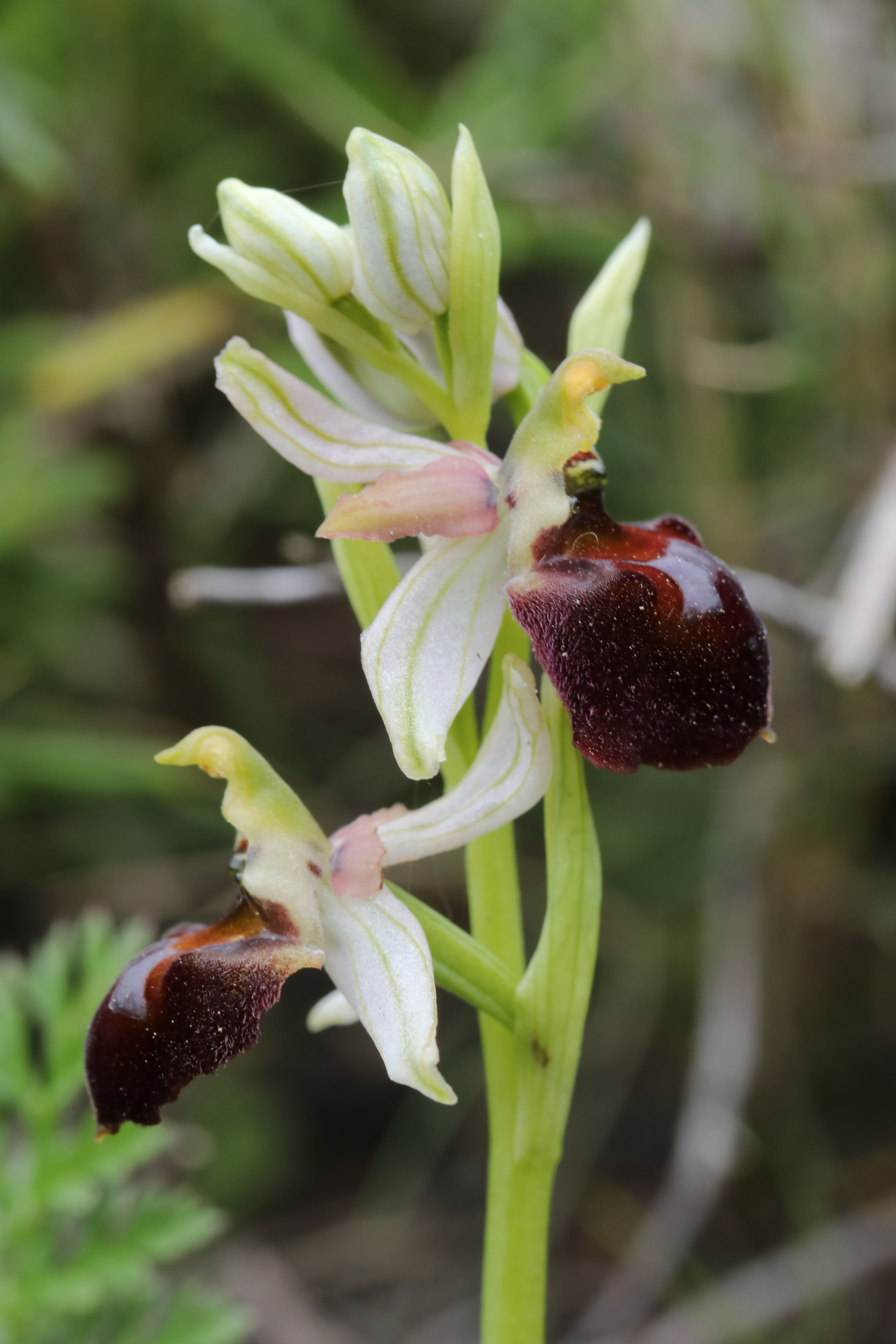 Ophrys morisii (Ophrys de moris ) 19042507381024766516212410