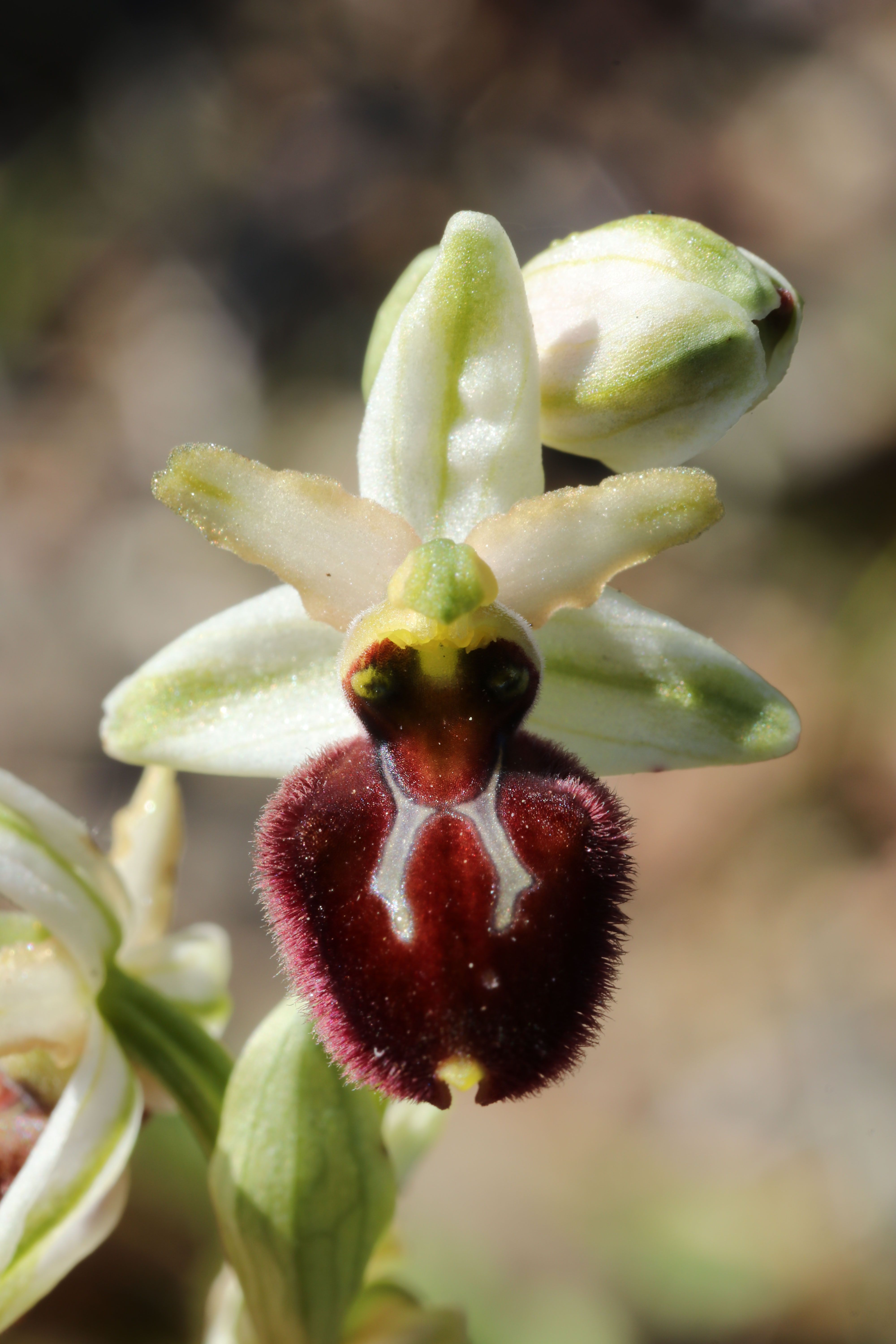 Ophrys morisii (Ophrys de moris ) 19042507402124766516212414