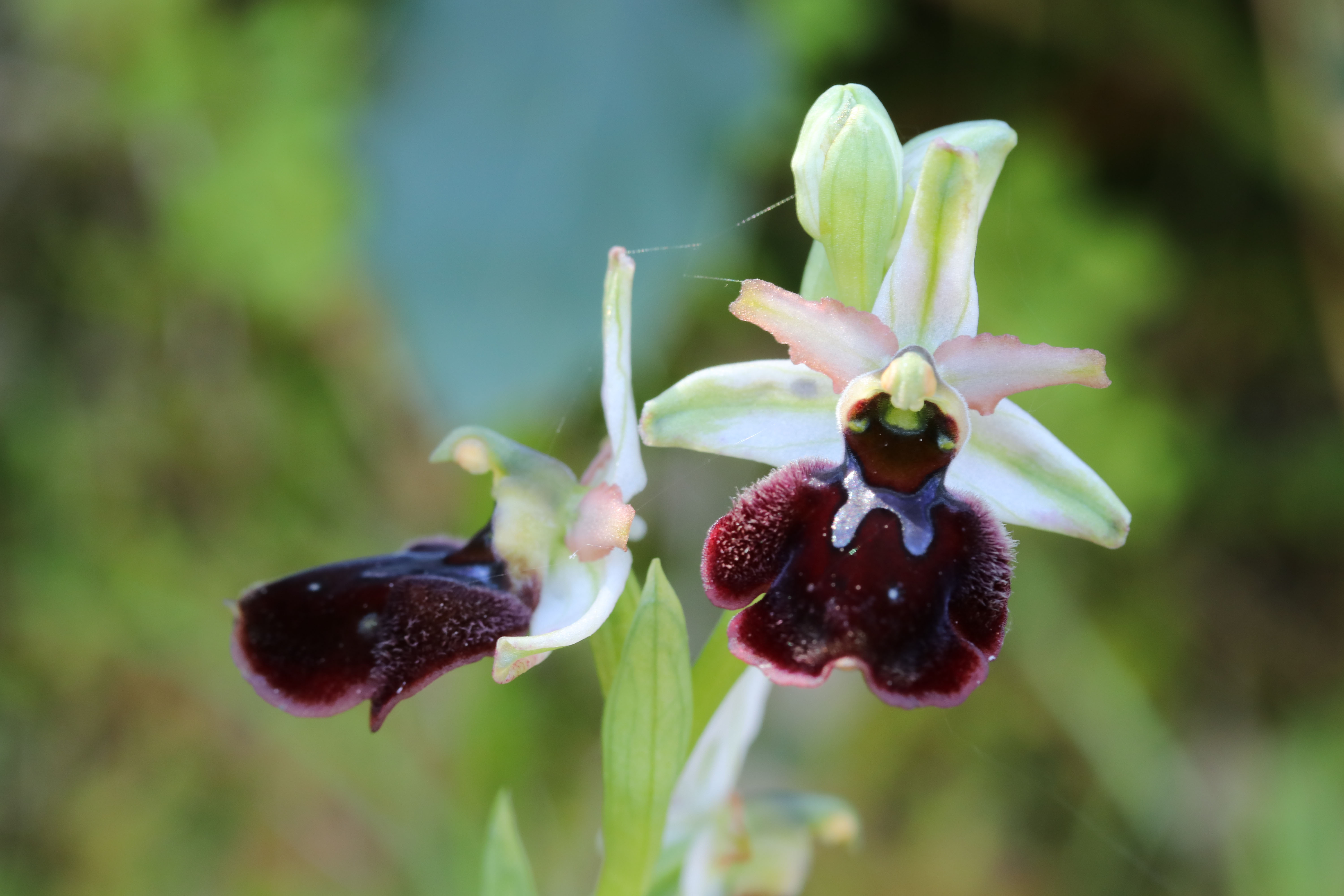 Ophrys panormitana var praecox (Ophrys précoce ) 19042507411624766516212419