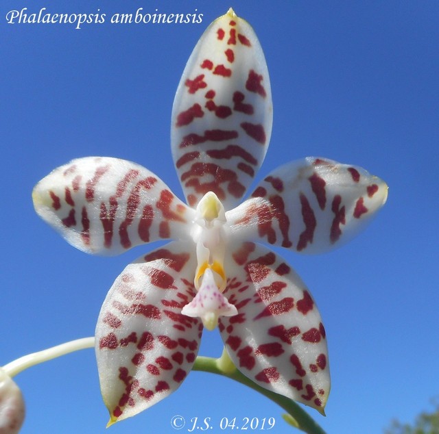 Phalaenopsis amboinensis 19042910403611420016217200