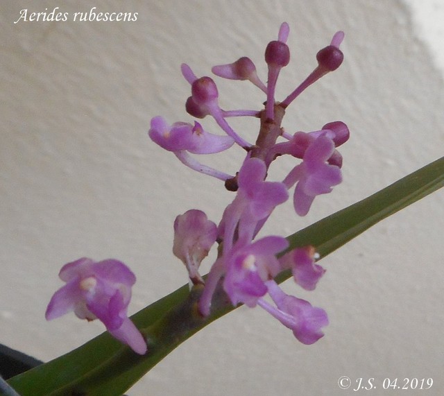 Aerides rubescens 19042910571211420016217209