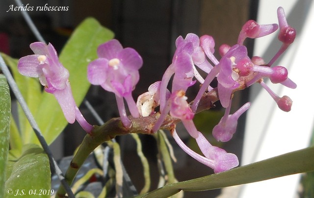 Aerides rubescens 19042910571211420016217210