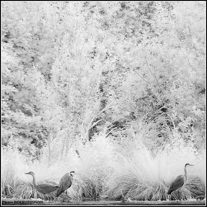 Photographie infrarouge par Pierre BOURGUIGNON, photographe animalier belge