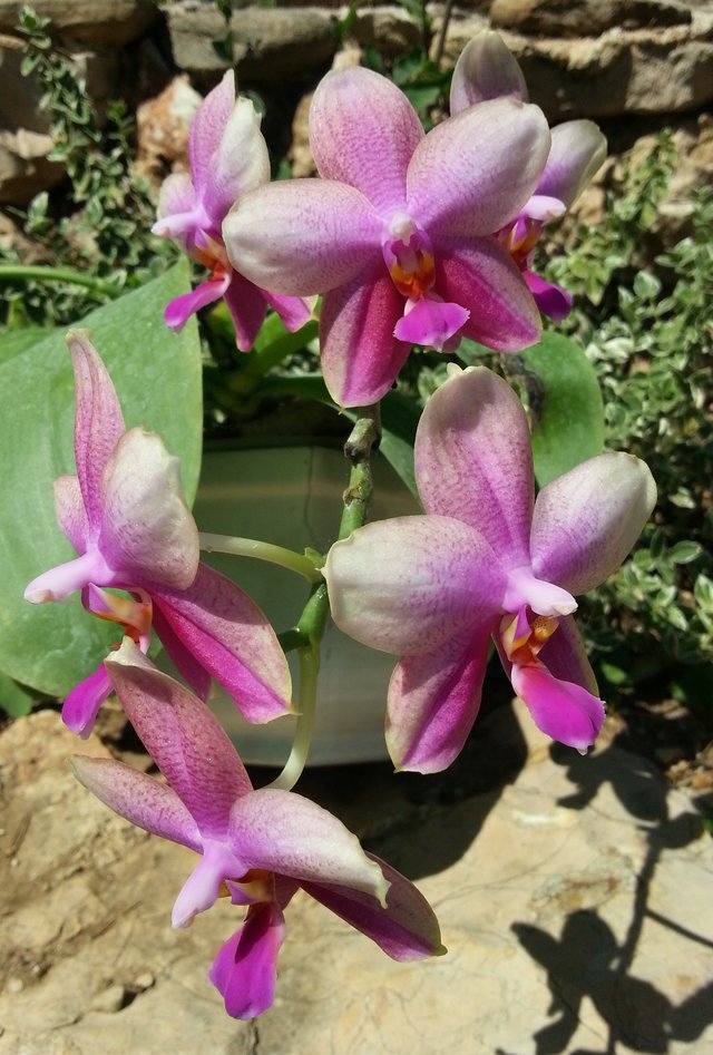 Phalaenopsis Sweet Memory 'Liodoro'