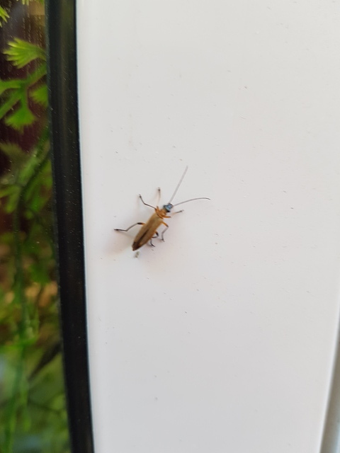 Question sur un Coléoptère à identifier 19061909285617991316278623