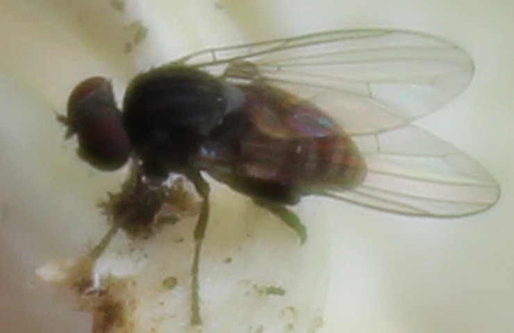 Lindneromyia 1