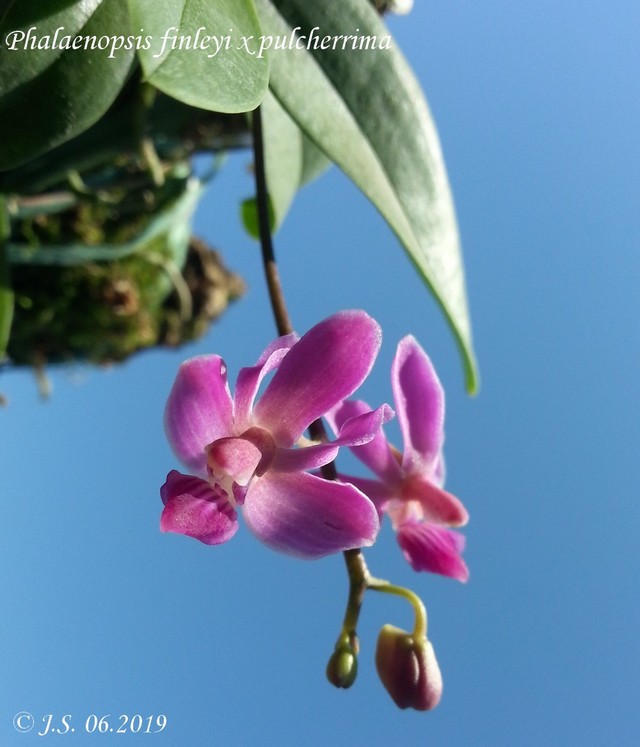 Phalaenopsis San Shia Swan  19063009514411420016293920