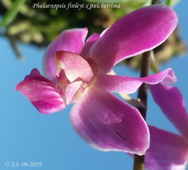Phalaenopsis San Shia Swan  19063009514411420016293921
