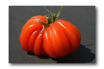 Cultiver les tomates  1907080230202849716304167