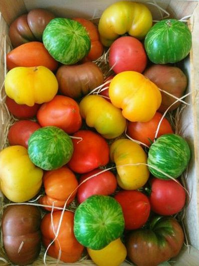 Cultiver les tomates  1907080230202849716304168