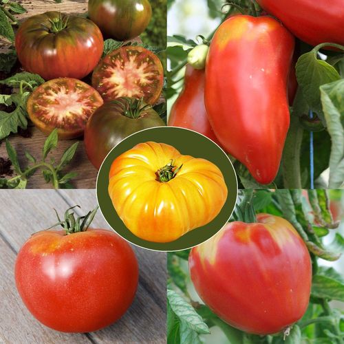 Cultiver les tomates  1907080230202849716304170
