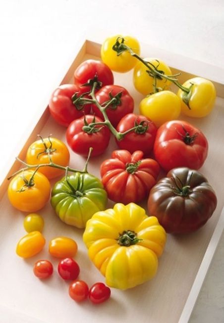 Cultiver les tomates  1907080230342849716304173