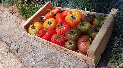 Cultiver les tomates  1907080230352849716304176