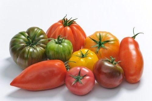 Cultiver les tomates  1907080230352849716304177