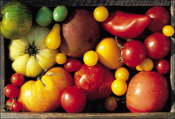 Bretagne: Trois géants de la tomate s'associent pour proposer des produits  sans pesticides