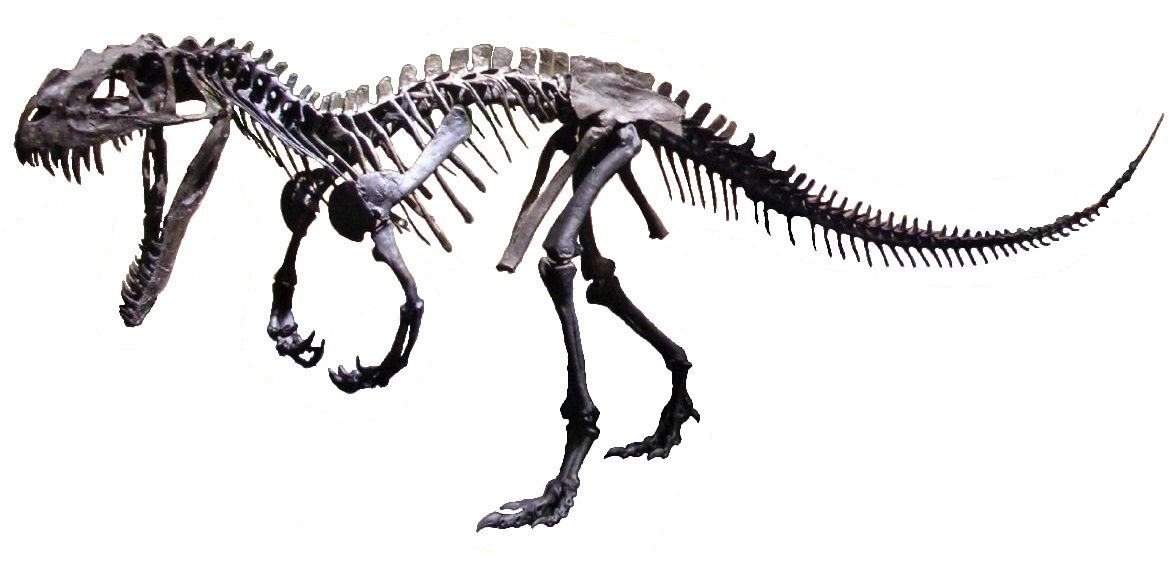 05a Ceratosaurus_squelettemoulé
