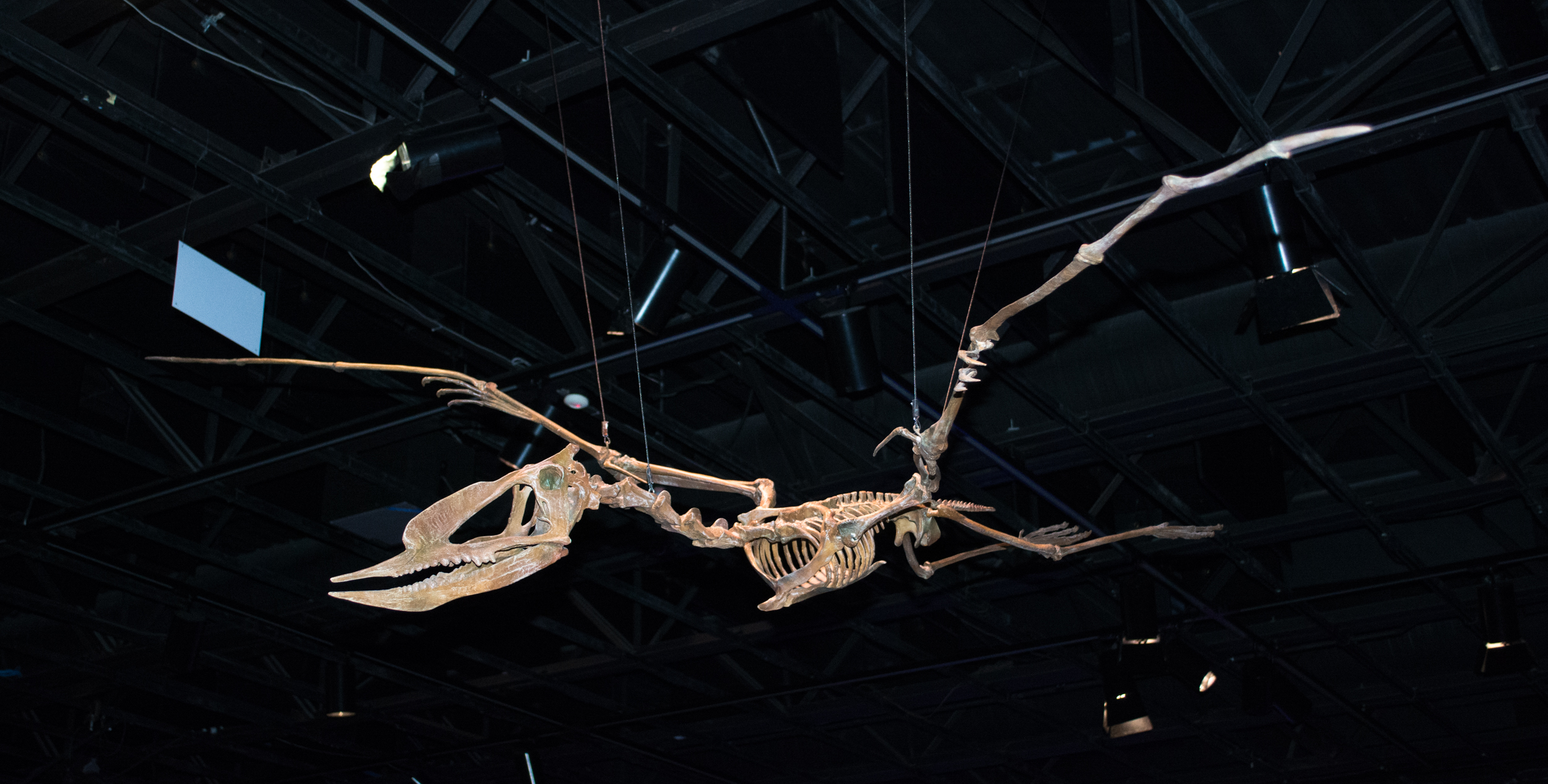 06a Dsungaripterus_weii_skeleton_02_-_Pterosaurs_Flight_in_the_Age_of_Dinosaurs