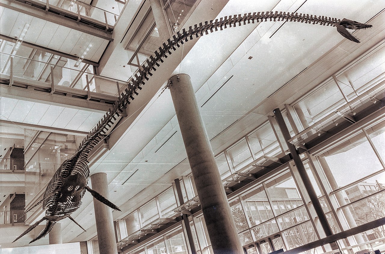 09a Elasmosaurus_at_Centennial_Centre_for_Interdisciplinary_Science