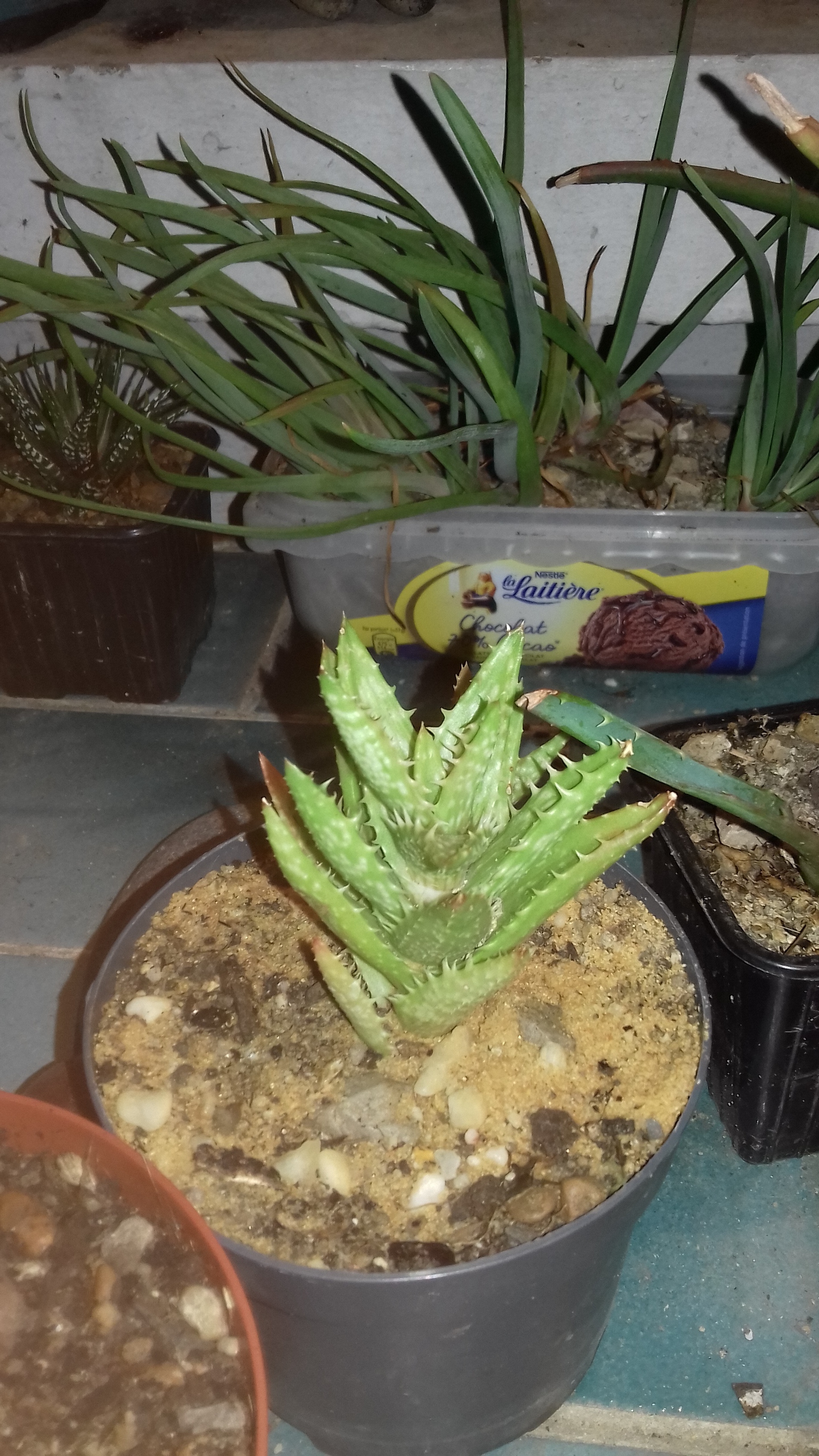 Aloe-juvenna (1)