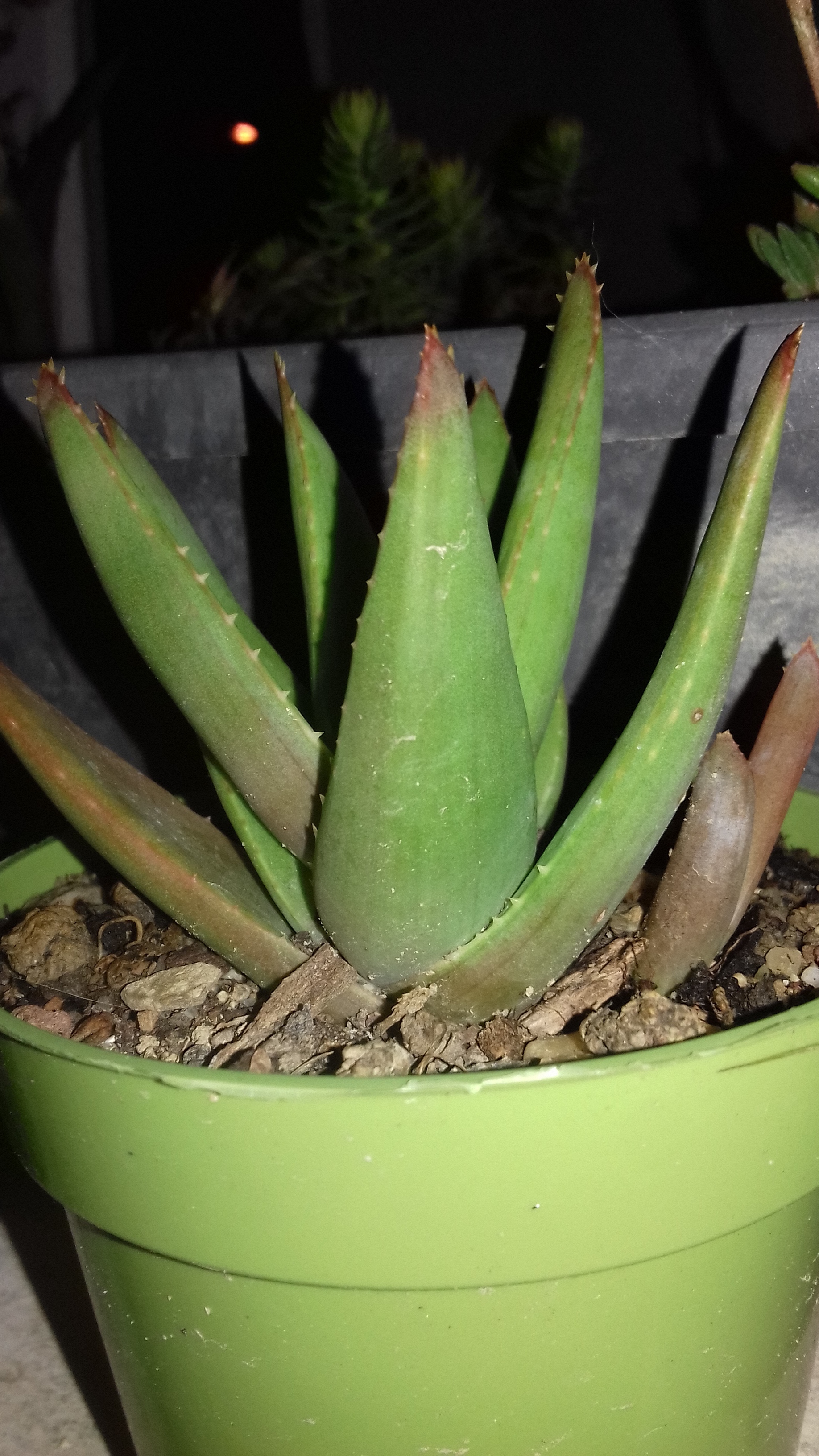 Aloe-nobilis-'inerme' (1)