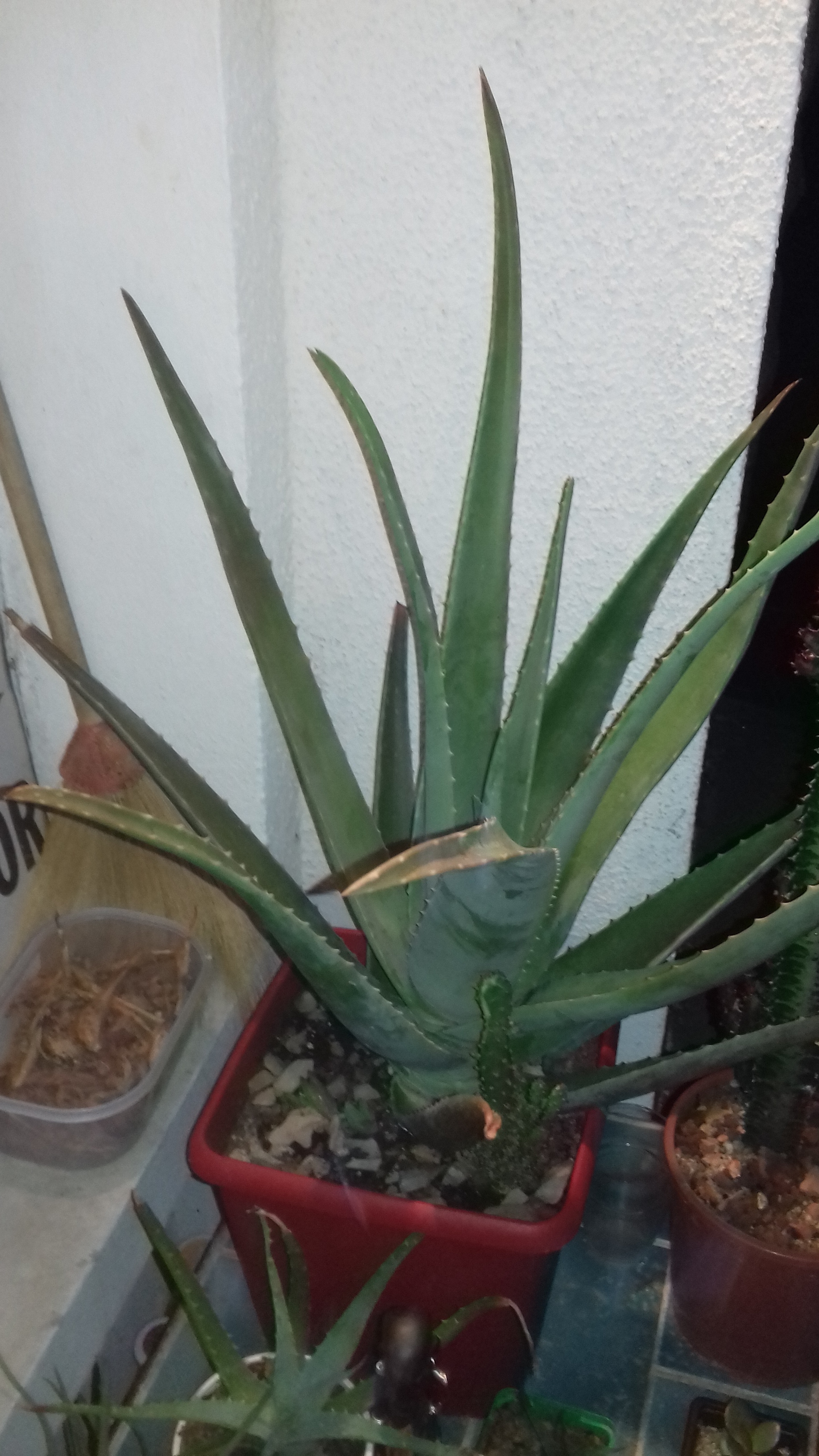 Aloe-vera-barbadensis (2)