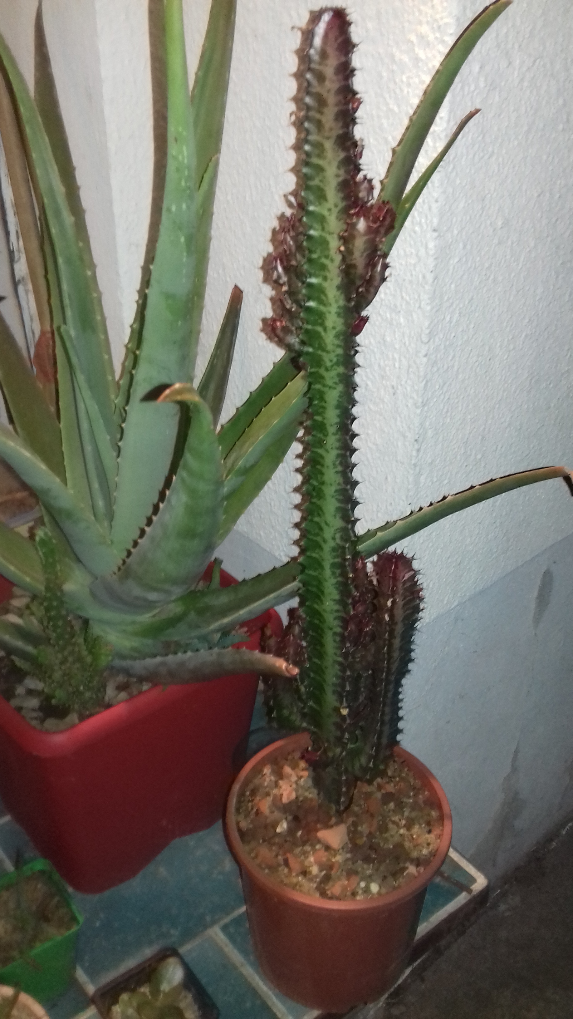 Euphorbia-trigona-'rubra'