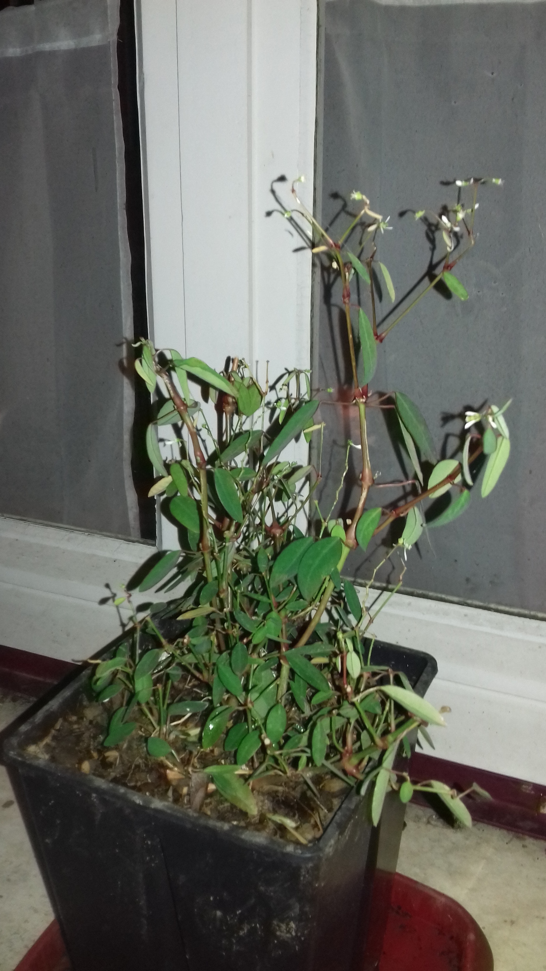 Euphorbia-hypericifolia-'Diamond-frost'