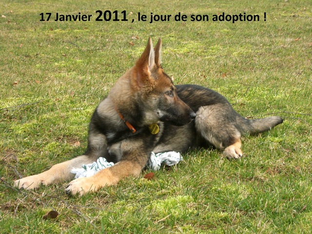 (1)Jour de l'adoption 17.01.11