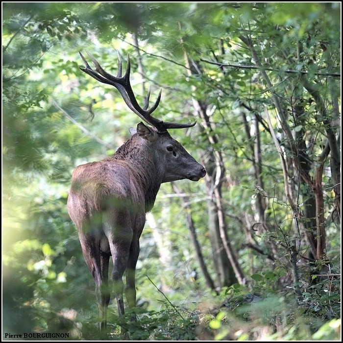 Cerf laphe (cervus elaphus) par Pierre BOURGUIGNON, photographe animalier / Belgique