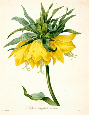 fritillaria-imperialis-var-jaune-redoute-1827_orig