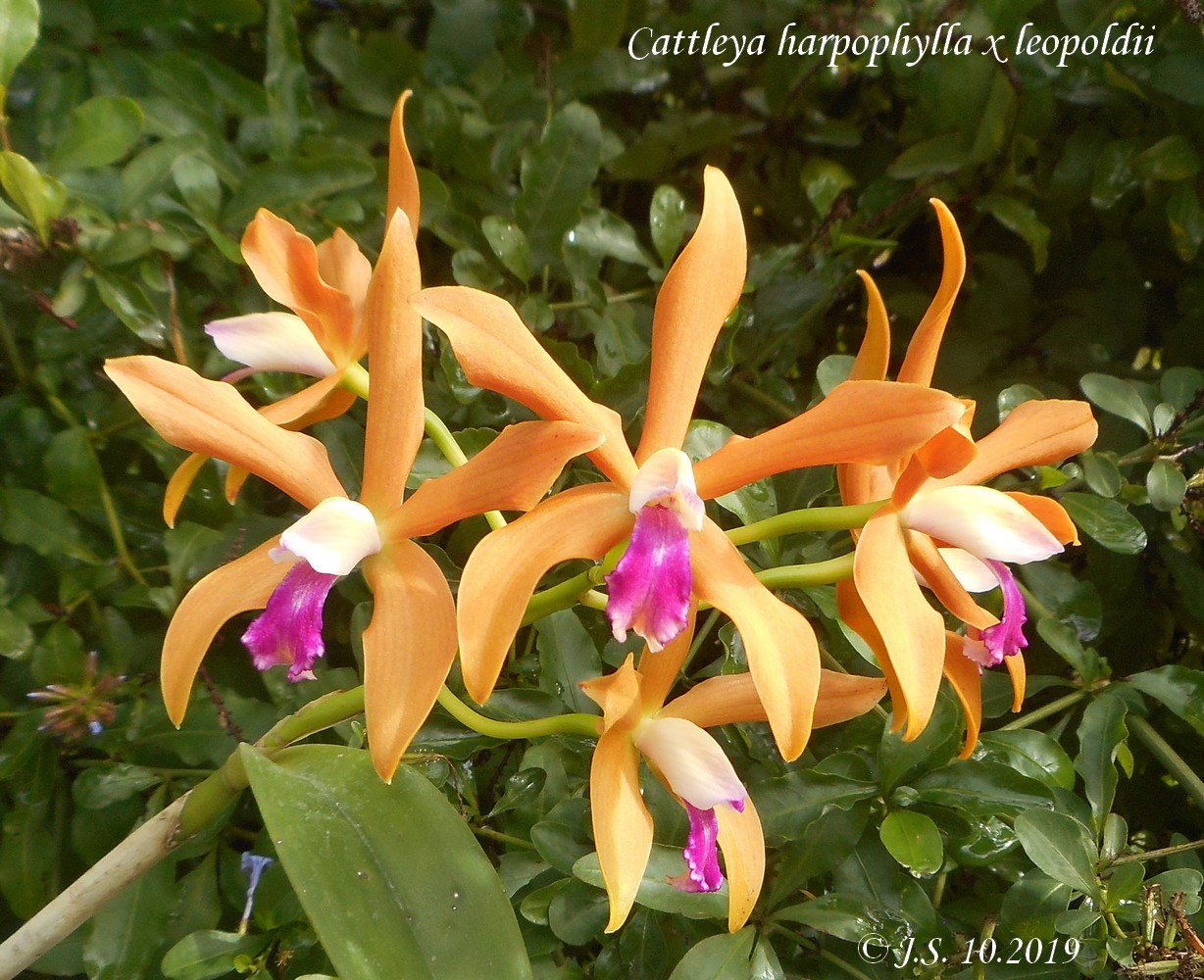 Cattleya Fredis J. Refunjol (harpophylla x tigrina) 19110210582011420016490157