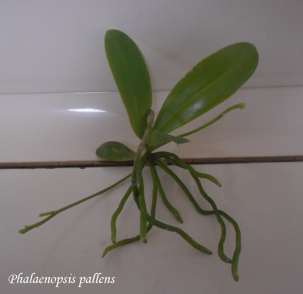 Rempotage (?) Phalaenopsis pallens 19111810162811420016516866