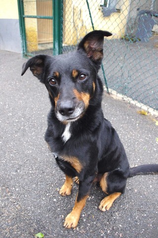 Chiens Taille Moyenne 1 Ada Saint Chamond