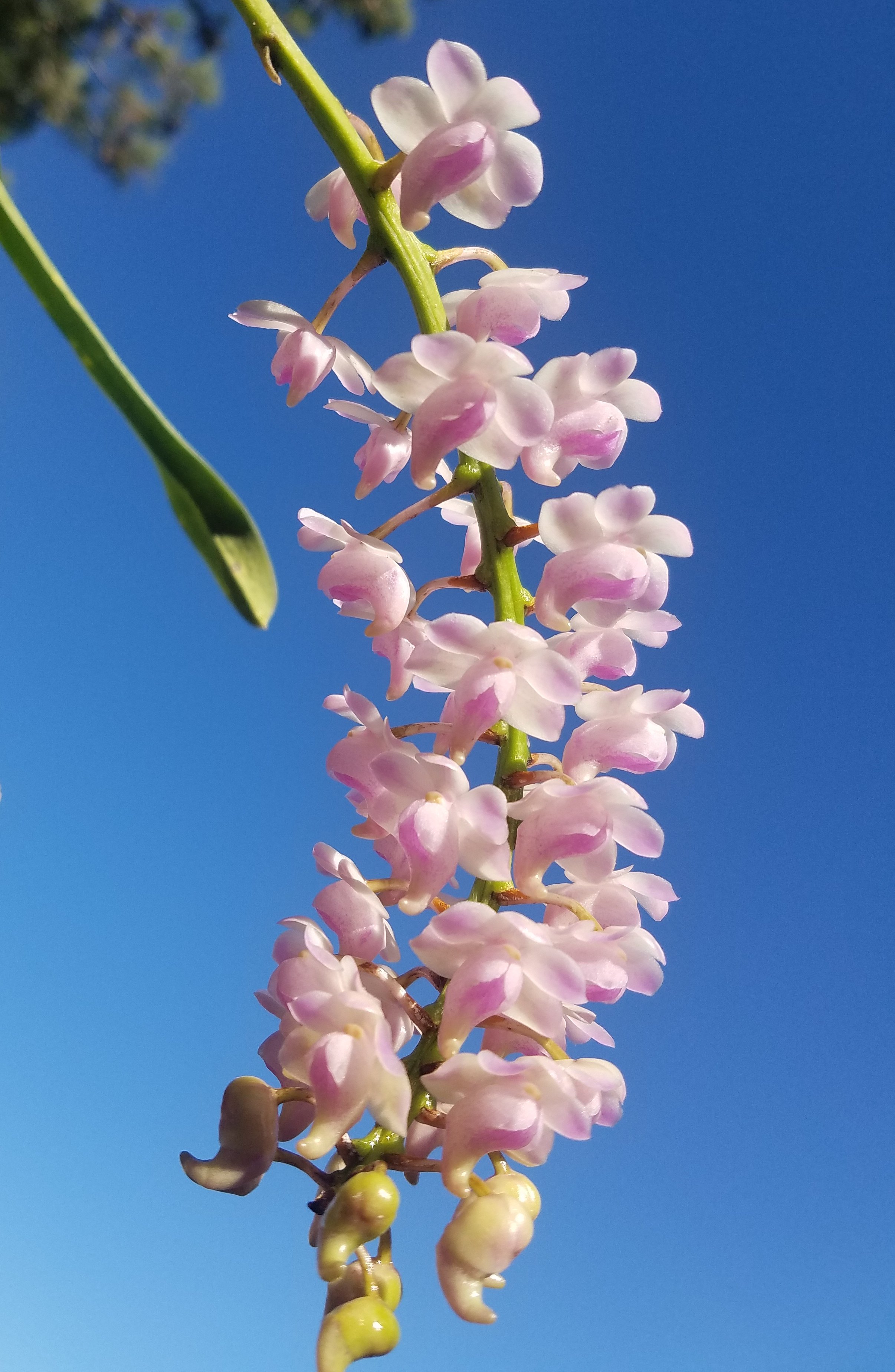 Aerides magnifica 19120310553011420016539599