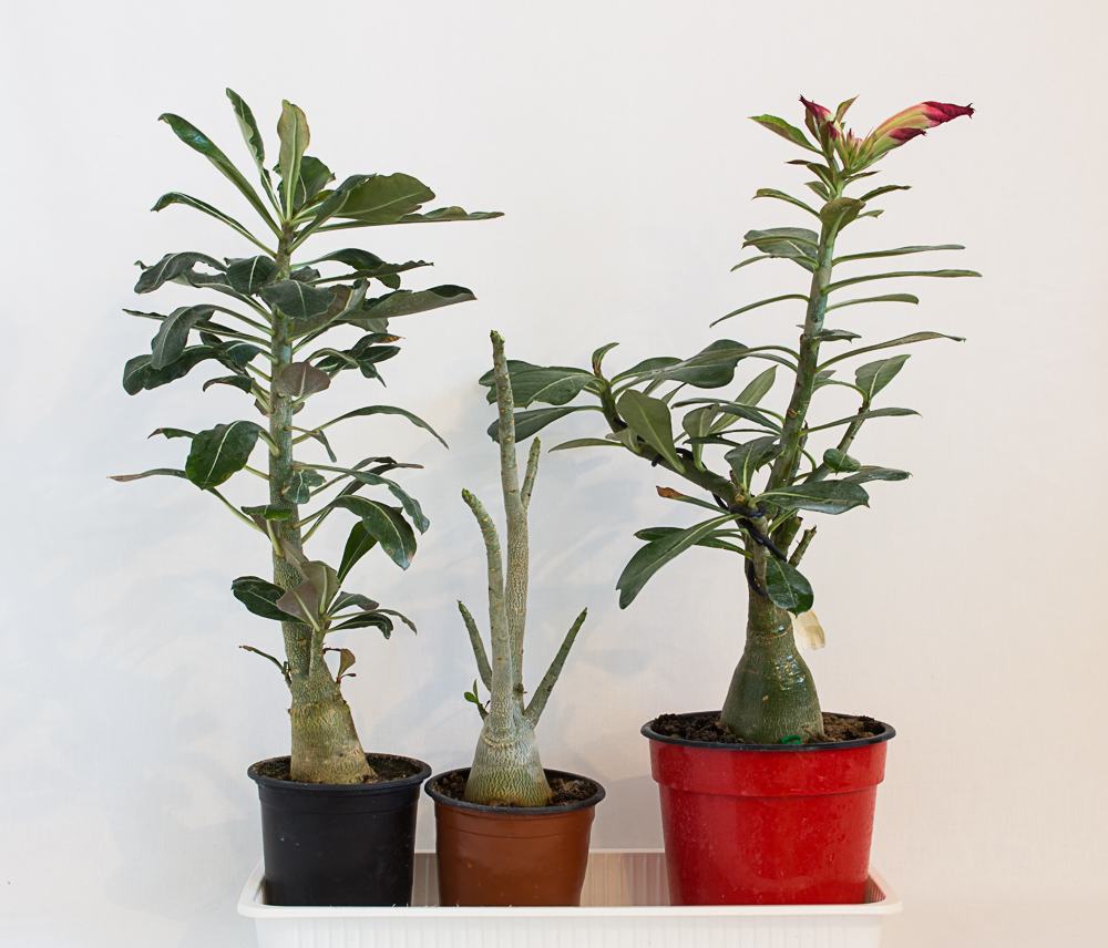 Adenium arrosages en hivers. - Page 2 1912081155399707116546278