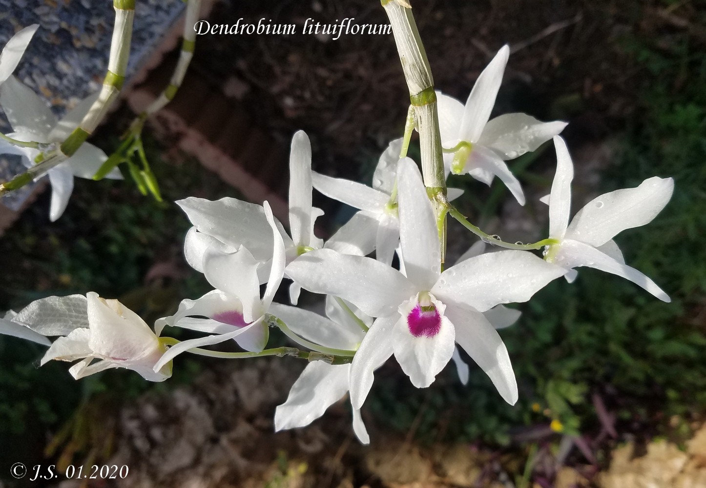 Dendrobium lituiflorum 20010410513511420016586766