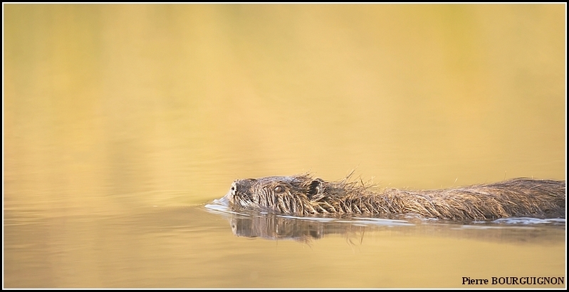 Ragondin (Myocastor coypus) par Pierre BOURGUIGNON, photographe animalier, Belgique