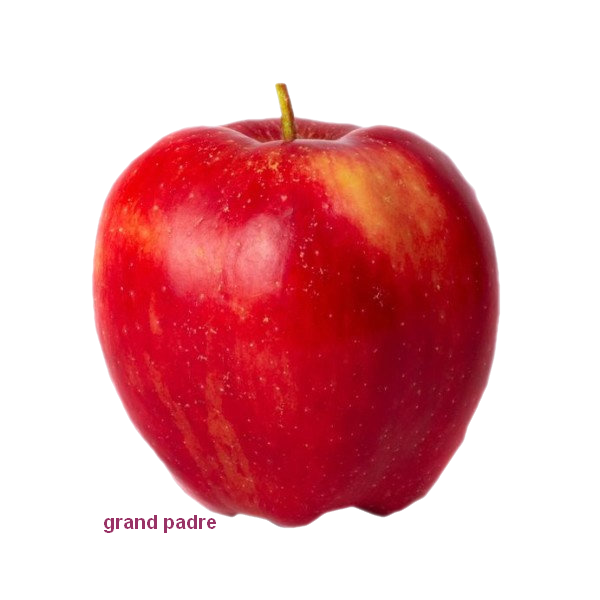tube pomme rouge